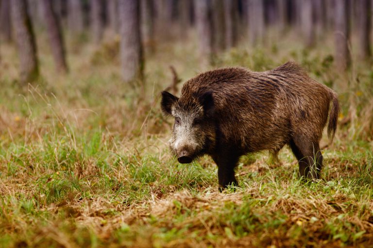 Wild boar - DurhamRanch.com