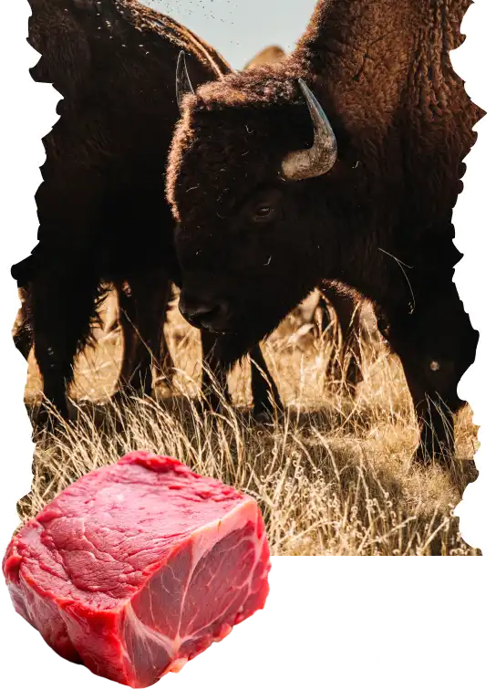 Bison raised on open range with premium meat cut