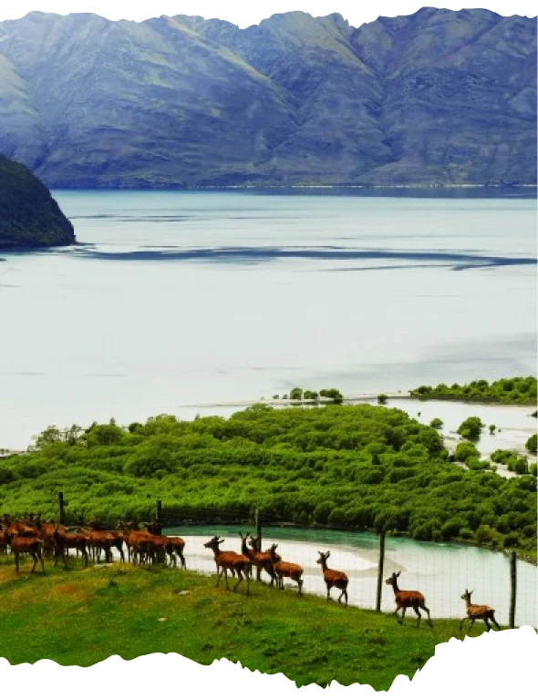 Livestock grazing on open pasture